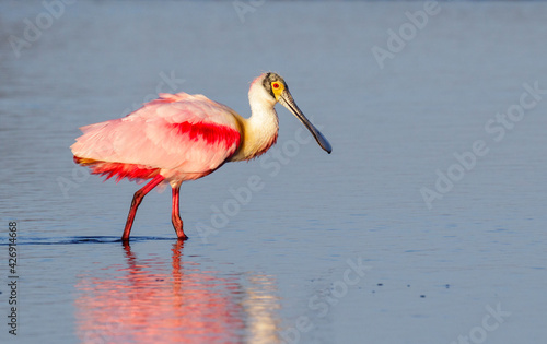 Foto Roseate spoonbill (Platalea ajaja) wading in tidal marsh, Galveston Texas, USA
