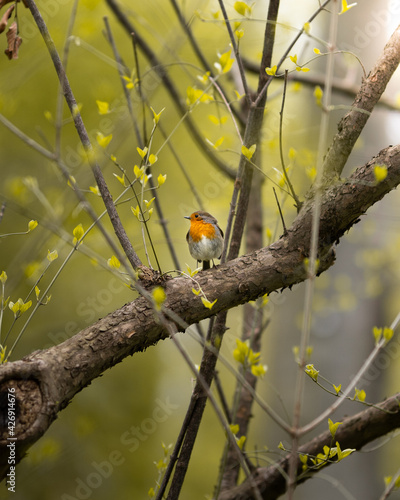 Wunderschöne Vogel auf einem Ast
