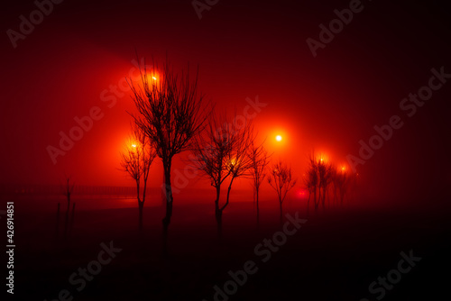 Trees along the track, in the fog, illuminated by red lights, mysticism