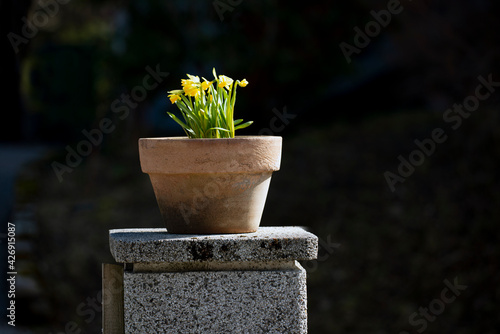 Photography daffodils in a vase, nacka, sweden, sverige, stockholm