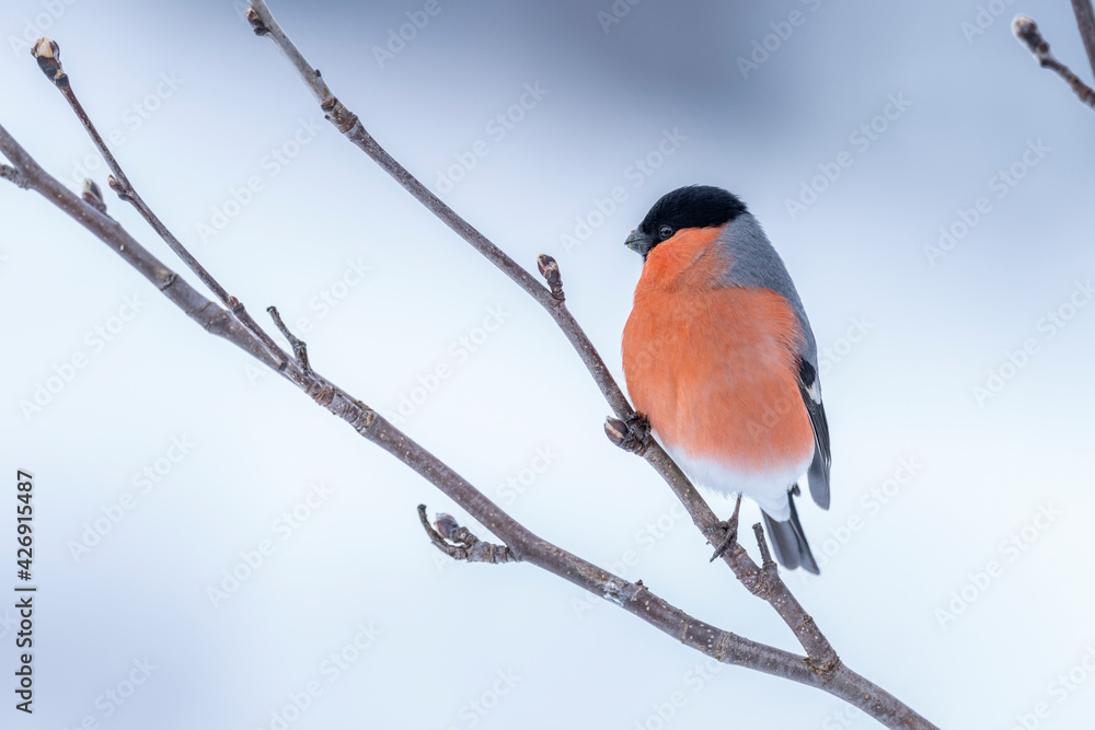 The Eurasian bullfinch (Pyrrhula pyrrhula) The Eurasian bullfinch (Pyrrhula pyrrhula)