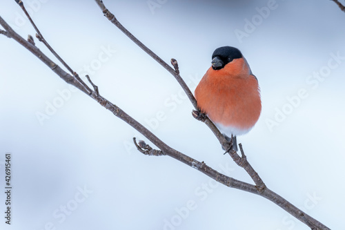 Fotografia The Eurasian bullfinch (Pyrrhula pyrrhula)