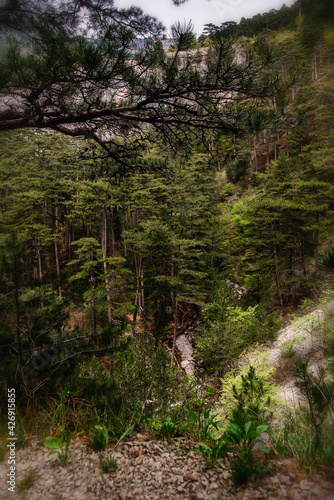 landscape forest with rocks and pine trees
