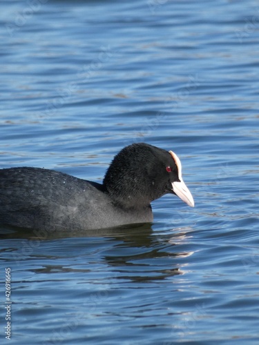 Eurasian coot (Fulica atra) swimming in the pond, Gdansk, Poland