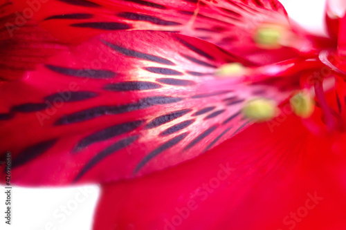Close up red Alstroemeria flower petals texture with black spots  stamens and pistils  floral passion background