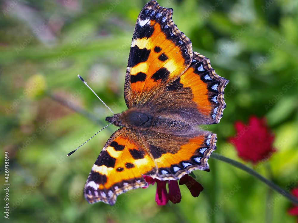 Fototapeta premium Small tortoiseshell butterfly, Aglais urticae, resting with open wings