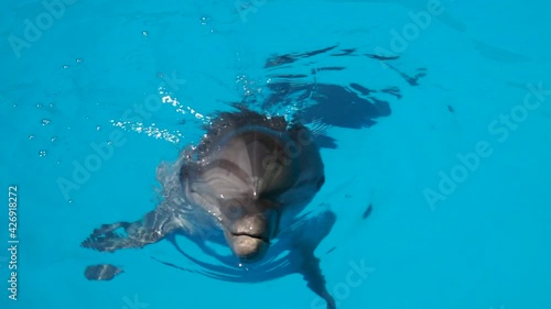 Marine Life. The Black Sea bottlenose dolphin splashes in a large saltwater pool. Close-up, slow motion