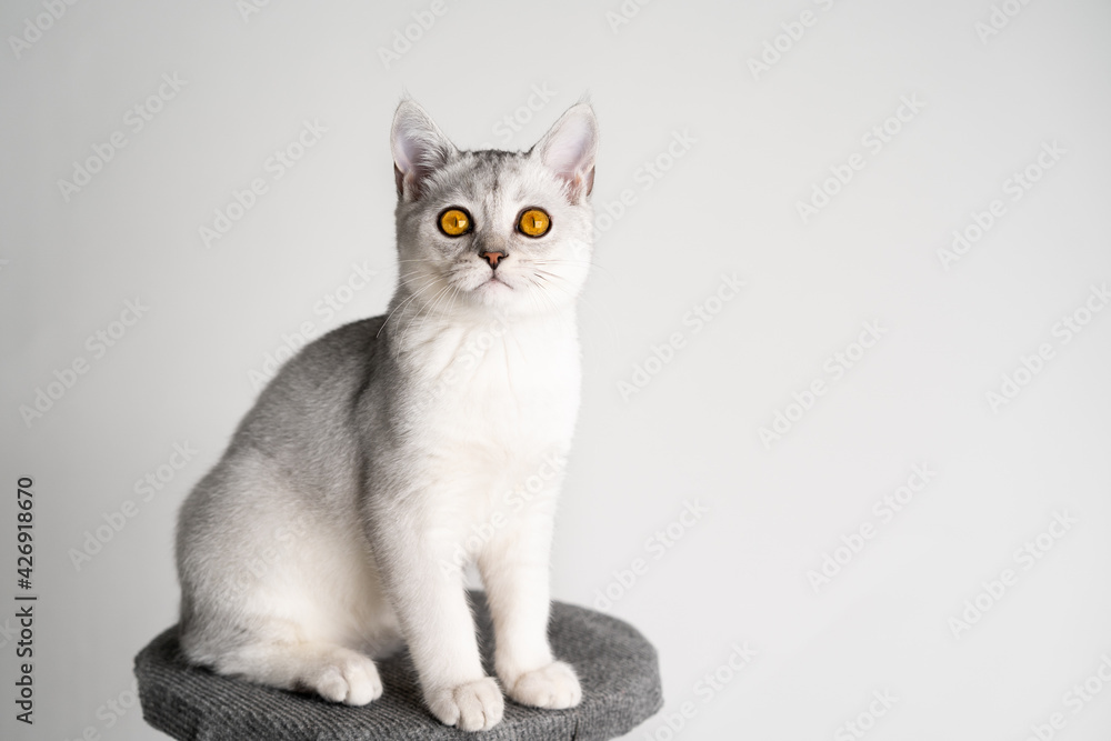 Scottish straight-eared silver chinchilla cat with amber-yellow eyes sits on a white background and looks at the camera, a place for text