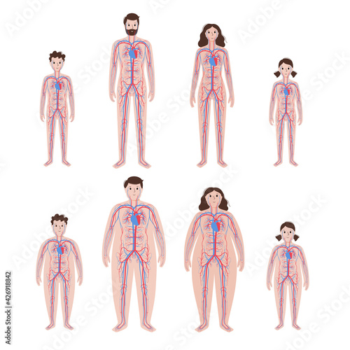 Blood system in obese body
