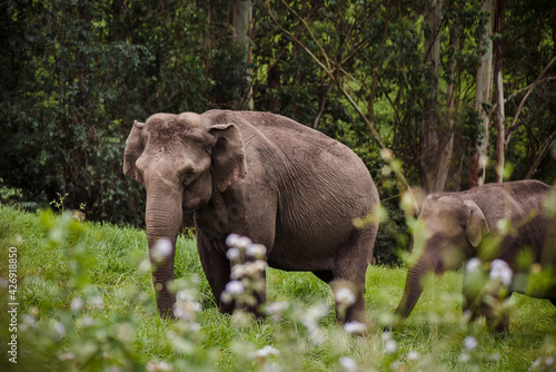 Elephant family in wild nature walking near the forest photo