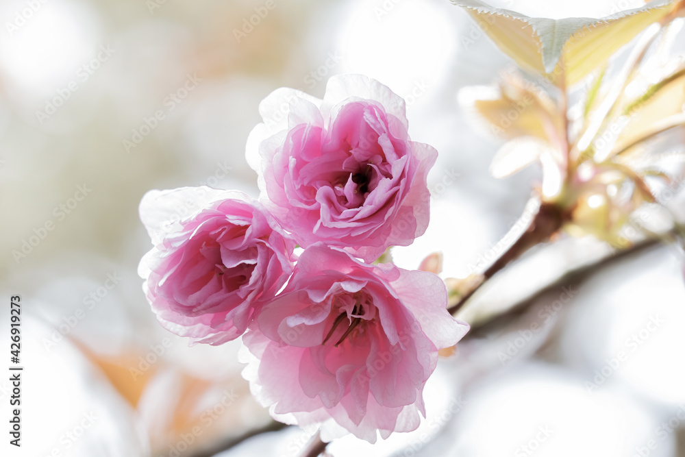 Spring Flowers Blossoming Spring Flowers Blossoming