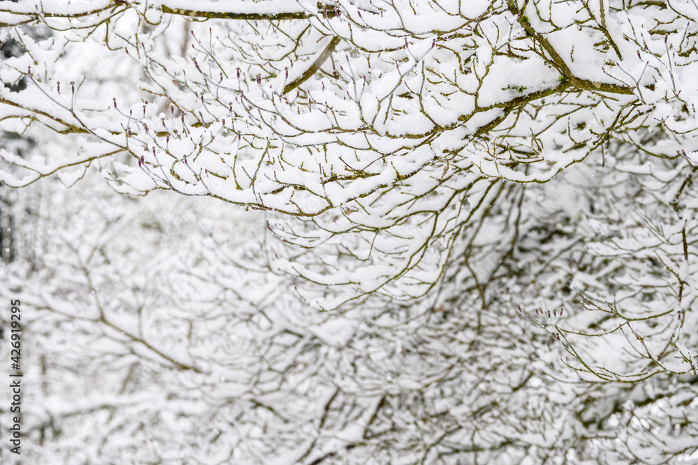 Winter pattern and texture, leafless tree covered in snow as a nature background
Winter pattern and texture, leafless tree covered in snow as a nature background