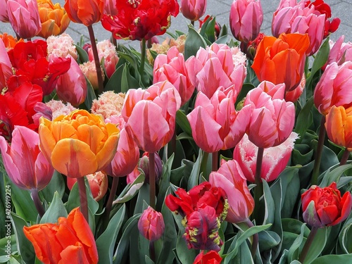 Assorted Red, Orange and Pink Tulips in Amsterdam, Holland photo