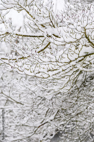 Winter pattern and texture, leafless tree covered in snow as a nature background 