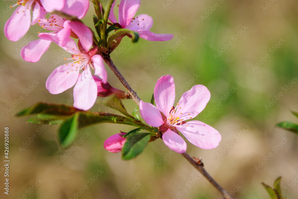 Obraz premium A branch of wild flowering almond