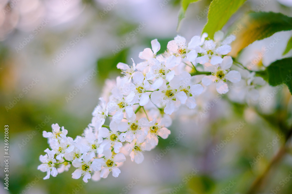 Blossoming bird-cherry tree at the setting sun