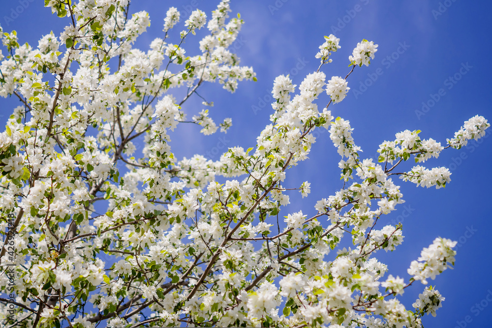 Branches of a beautiful blooming wild apple Branches of a beautiful blooming wild apple