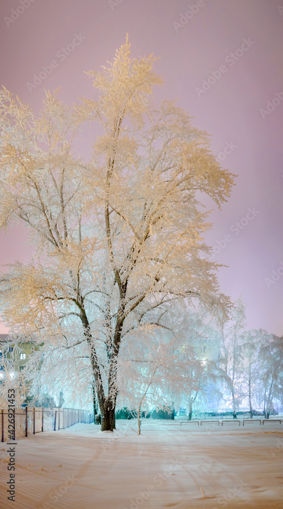 Fototapeta premium Beautiful trees in the frost, evening