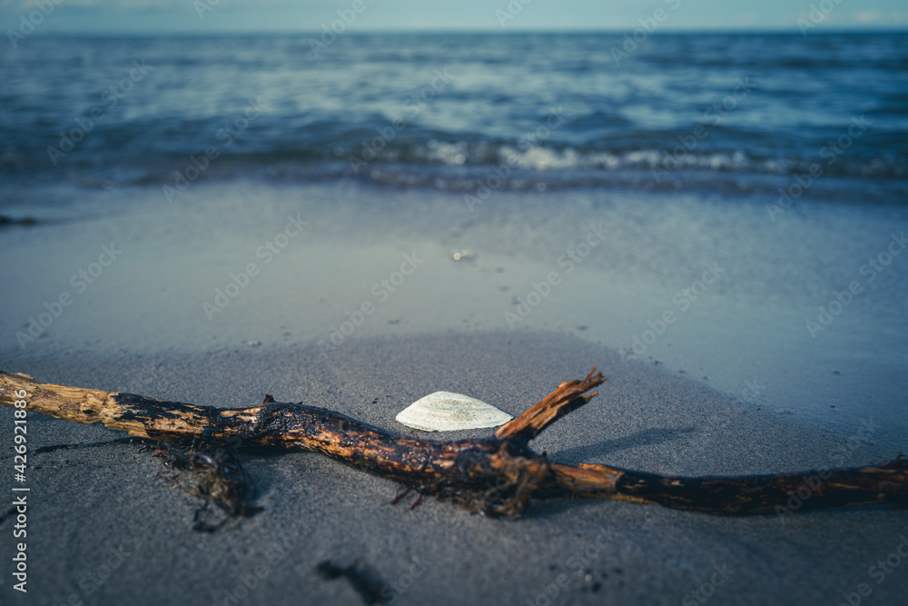 on a seashore there is a washed up wooden branch and a white shell