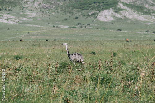 rhea in a field in the mountains