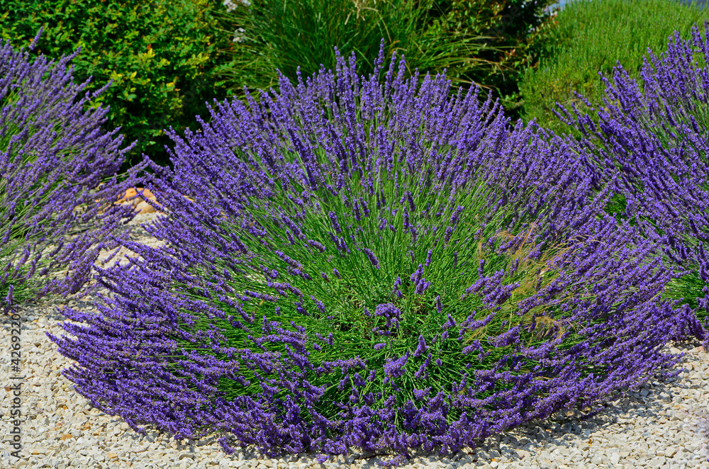 Naklejka premium lawenda wąskolistna - lavender - Lavandula angustifolia, mediterranean garden, ogród prowansalski 