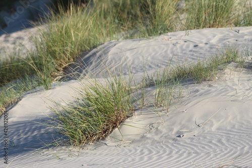 grass and sand dunes on the beach