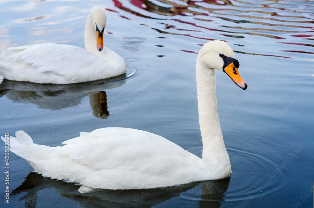 Two white swans floating on the water Two white swans floating on the water
