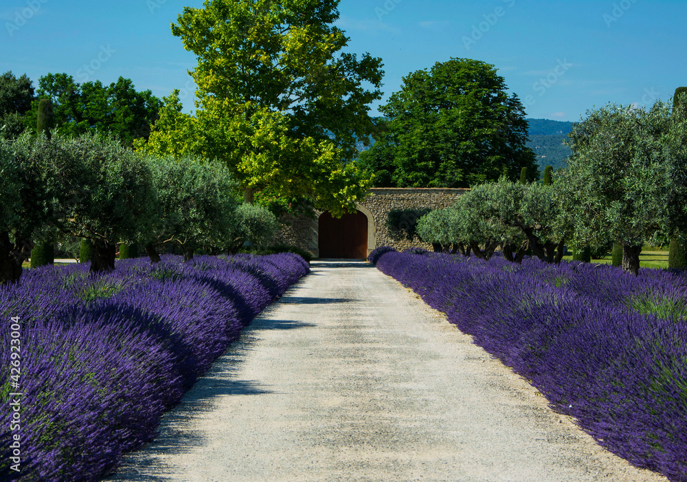 Fototapeta premium lawenda wąskolistna - lavender - Lavandula angustifolia, mediterranean garden, ogród prowansalski 