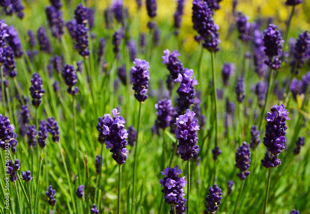 lawenda wąskolistna - lavender	- Lavandula angustifolia - obrazy, fototapety, plakaty 