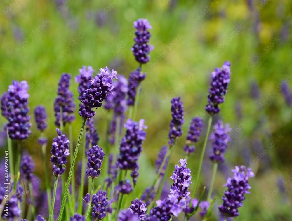 lawenda wąskolistna - lavender - Lavandula angustifolia lawenda wąskolistna - lavender - Lavandula angustifolia