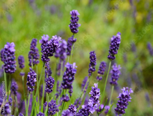 lawenda wąskolistna - lavender - Lavandula angustifolia