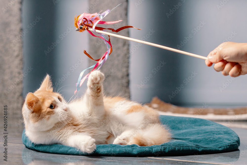 A fluffy red and white cat is lying on the mat and playing with a toy on a stick.