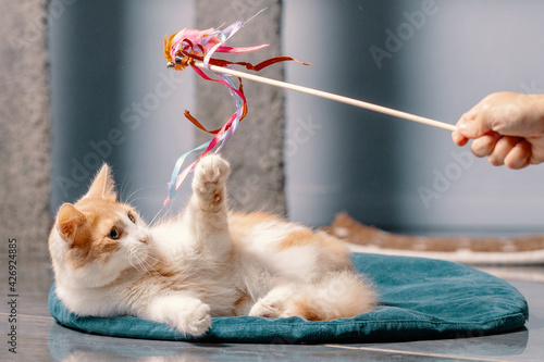 Obraz na płótnie A fluffy red and white cat is lying on the mat and playing with a toy on a stick. w salonie