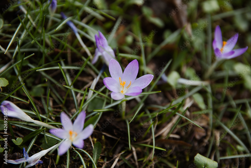 Fresh natural colors violet crocus flowers in the natural background. Spring illustrational photography. Fresh natural colors violet crocus flowers in the natural background. Spring illustrational photography.