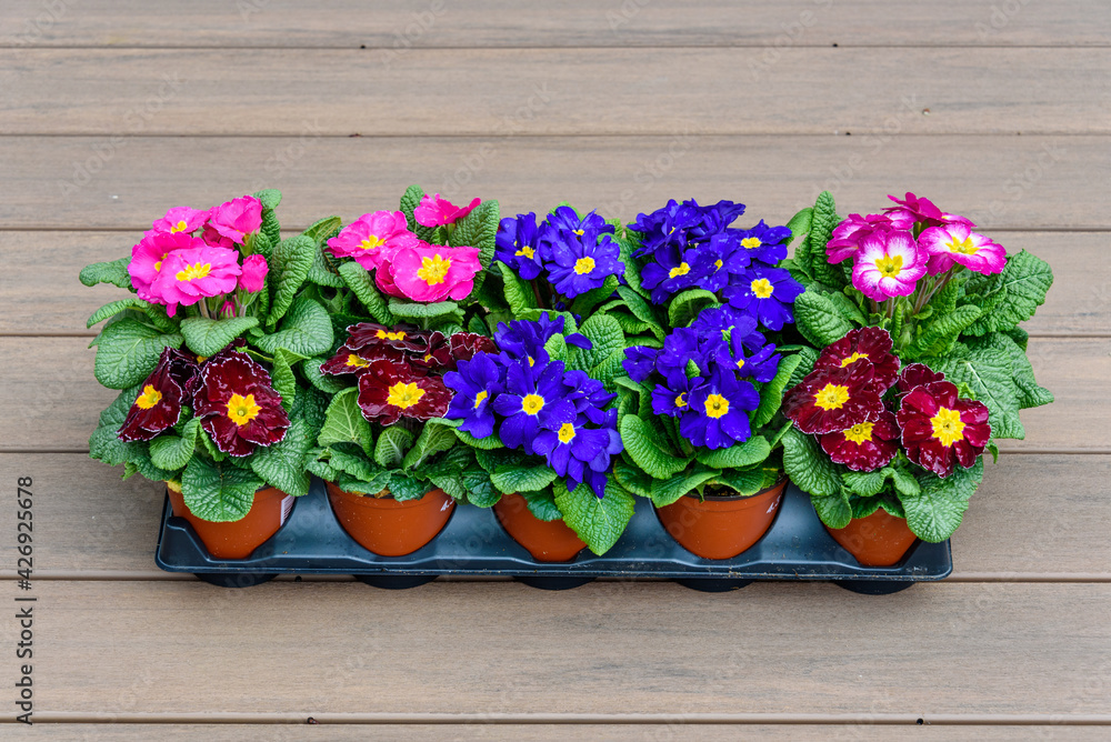 Flat of colorful primroses ready to plant, pink, red, and blue with yellow centers, spring flowers
