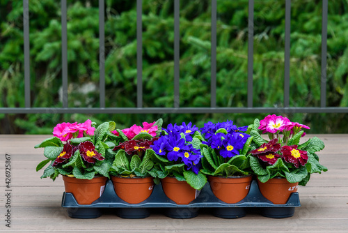 Flat of colorful primroses ready to plant, pink, red, and blue with yellow centers, spring flowers 