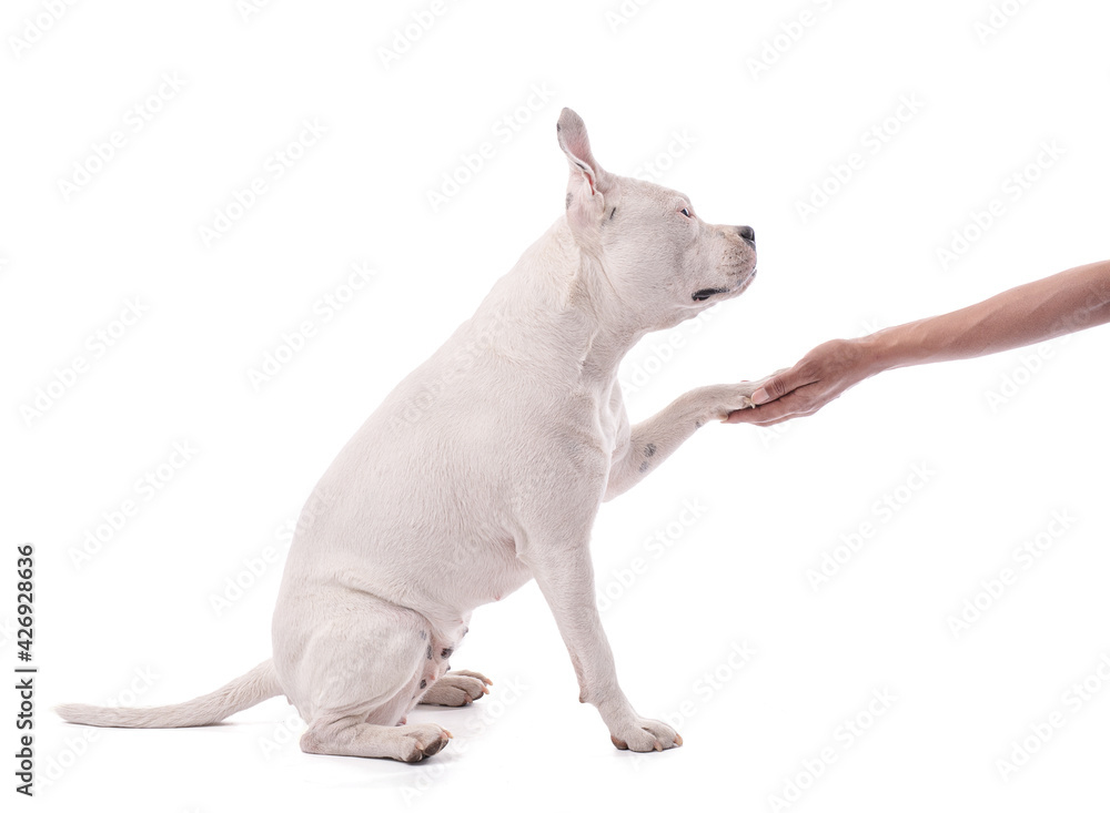 Female white american staffordshire that gives the paw