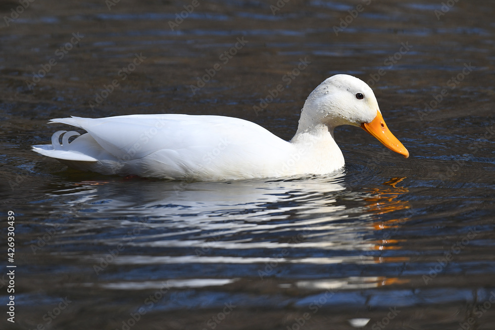 Beautiful White Pekin swinging in a pound with reflection in the water Beautiful White Pekin swinging in a pound with reflection in the water