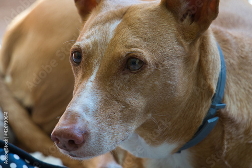 Beautiful cinnamon and white hound