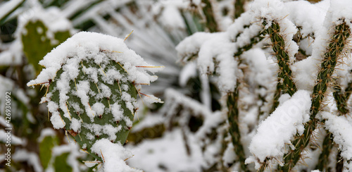 Snow-covered, frost-resistant Cylindropuntia cactus, and Opuntia cactus with large, pointed spines in winter