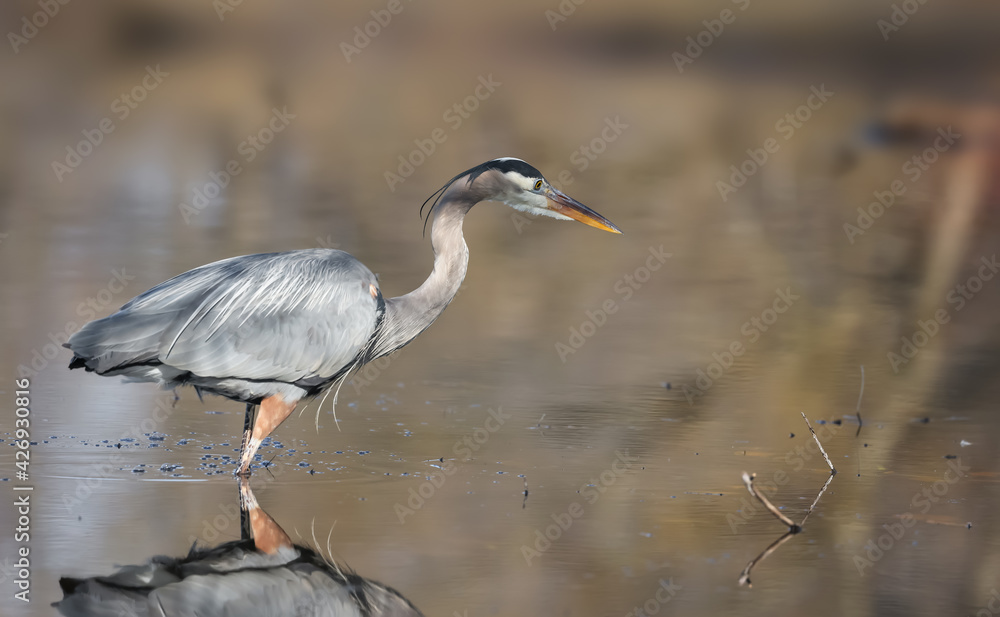 Close up shot of Grey Heron ready to hunt for fish Close up shot of Grey Heron ready to hunt for fish