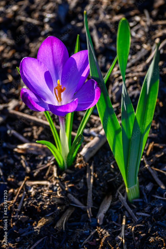 Purple spring crocus back lit by the evening sun, growing in spring garden
Purple spring crocus back lit by the evening sun, growing in spring garden
