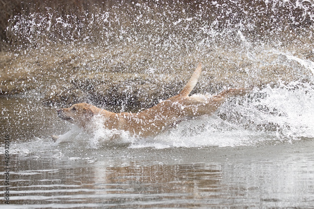 Fototapeta premium Dog makes a big splash in the water.