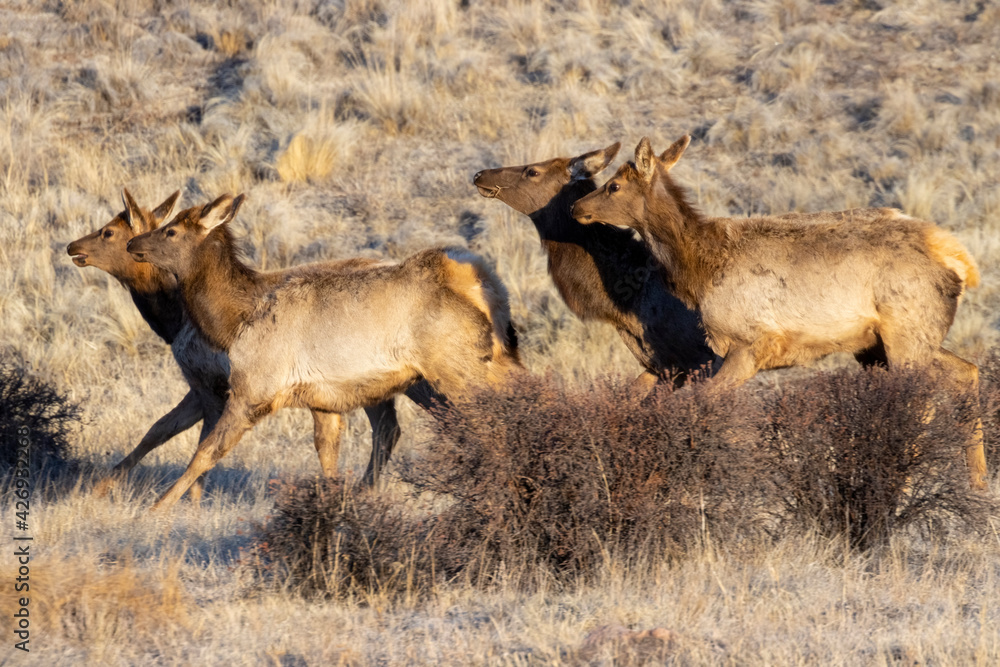 Naklejka premium Herd of Elk