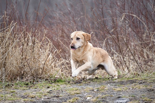 Golden retriever starts to run.