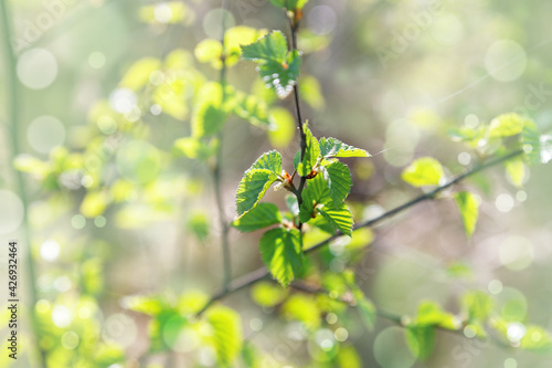 Young green leaves on a black currant twig in spring. Beautiful nature view green leaf on blurred greenery background under sunlight with bokeh. Natural plants landscape with copy space