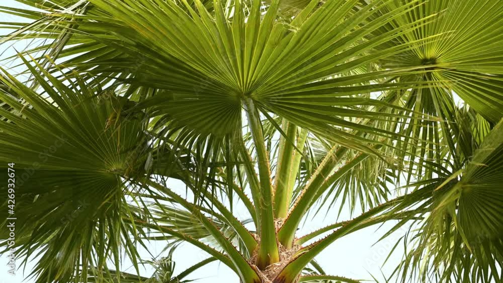 green palm leaves in the wind against the blue sky in the afternoon of summer green palm leaves in the wind against the blue sky in the afternoon of summer