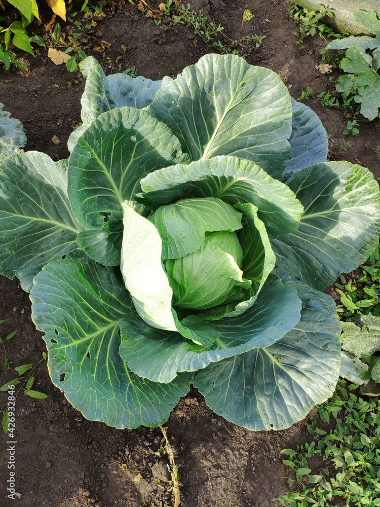 Naklejka premium cabbage growing in the garden