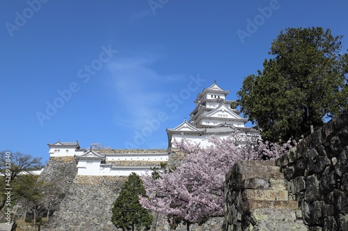 姫路城　満開の桜