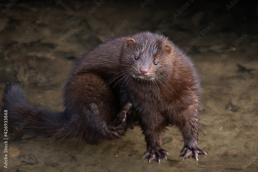 american mink on the ice stratching his leg american mink on the ice stratching his leg
